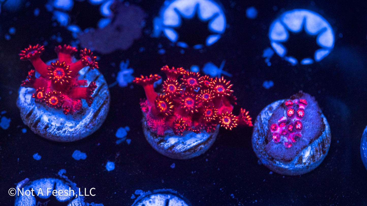 NAF Hot A$$ (WYSIWYG)