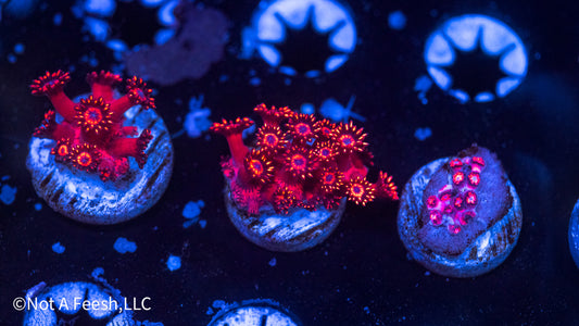 NAF Hot A$$ (WYSIWYG)