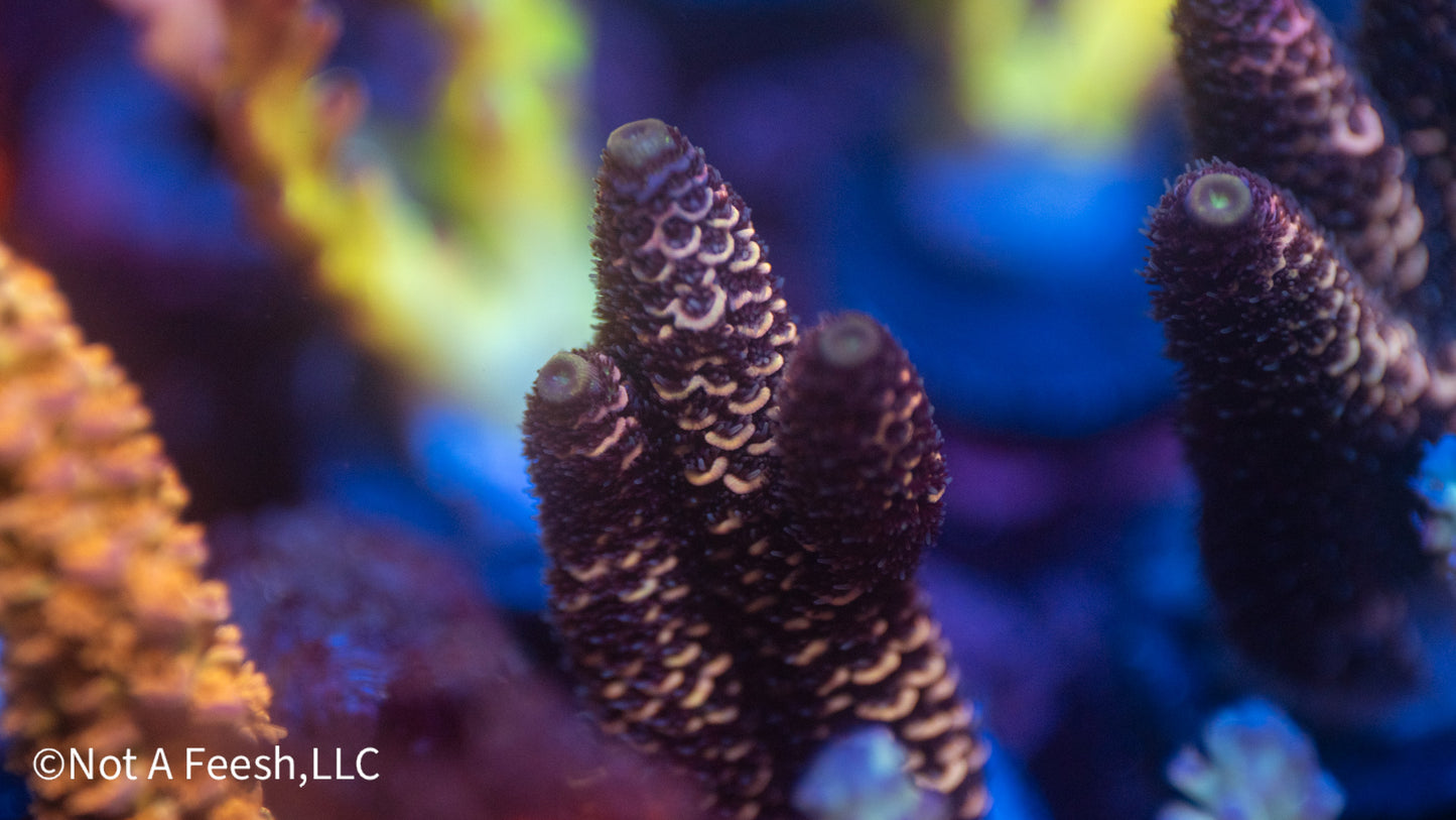 NAF - Dragon Skin Millie (WYSIWYG)