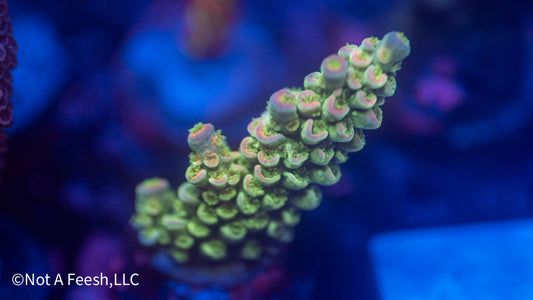 NAF Home Demolition (WYSIWYG)