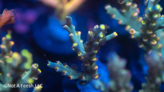 NAF Event Horizon (WYSIWYG)