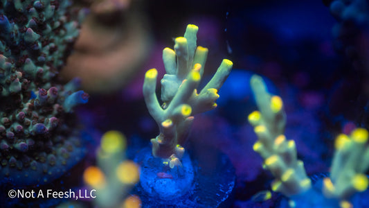 NAF Saffron Don (WYSIWYG)