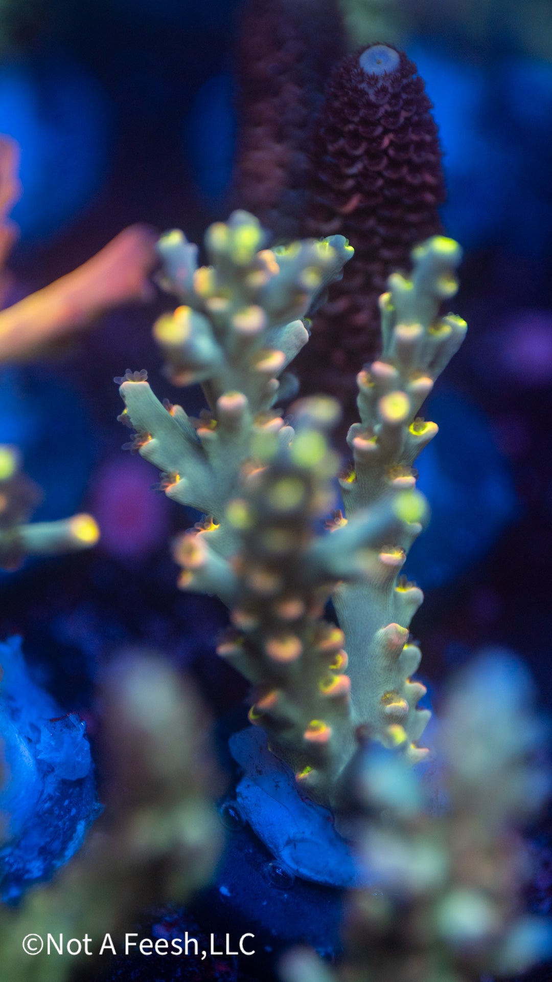 NAF - Event Horizon speciosa - XL (WYSIWYG)