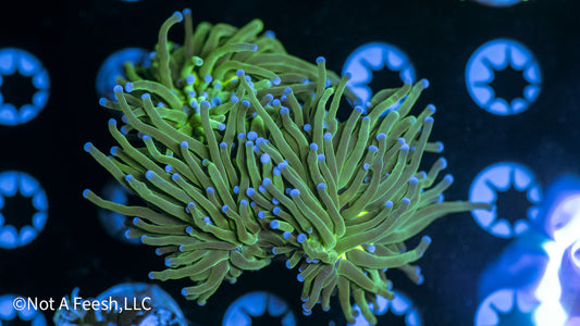 NAF The Trove - 3 Polyp (WYSIWYG)