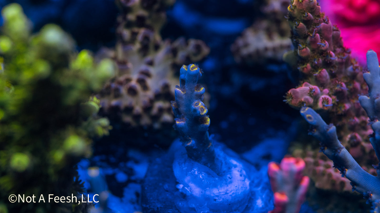 NAF Event Horizon Speciosa (WYSIWYG)