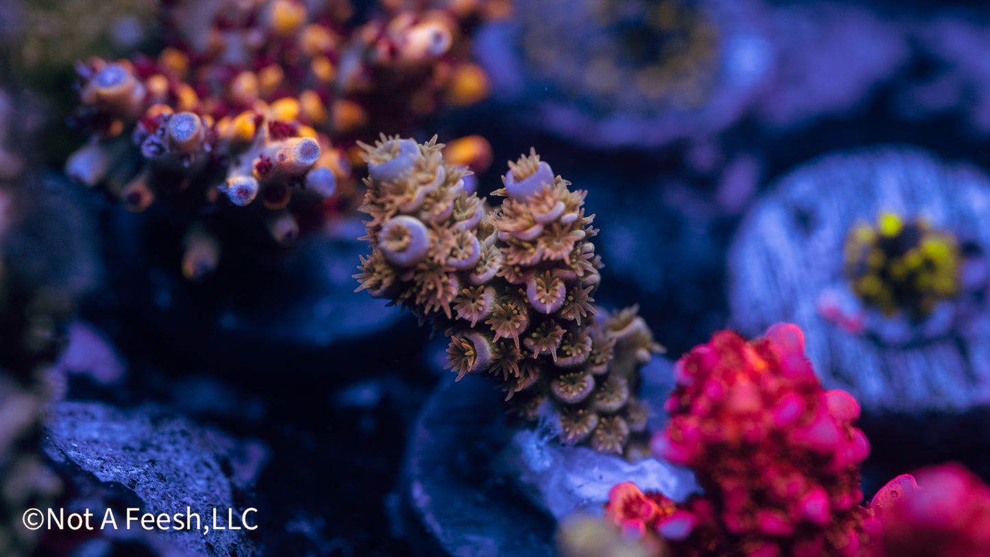 NAF Pixie Stick (WYSIWYG)