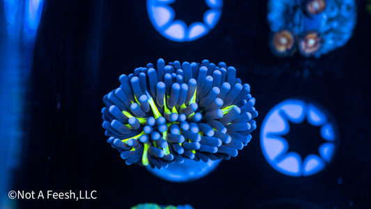 NAF Blueberry (WYSIWYG)