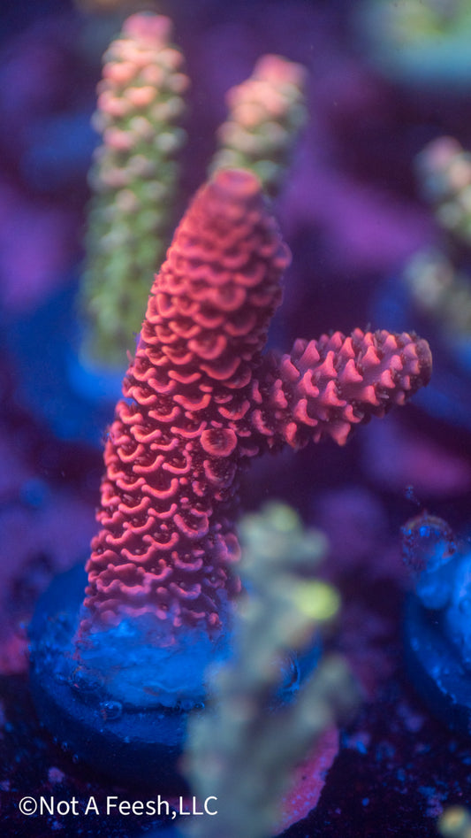 Hot Pink Spathulata (WYSIWYG)