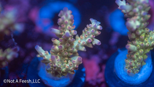 NAF Malaysian Shortcake (WYSIWYG)