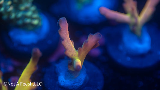 NAF Helen Keller (WYSIWYG)