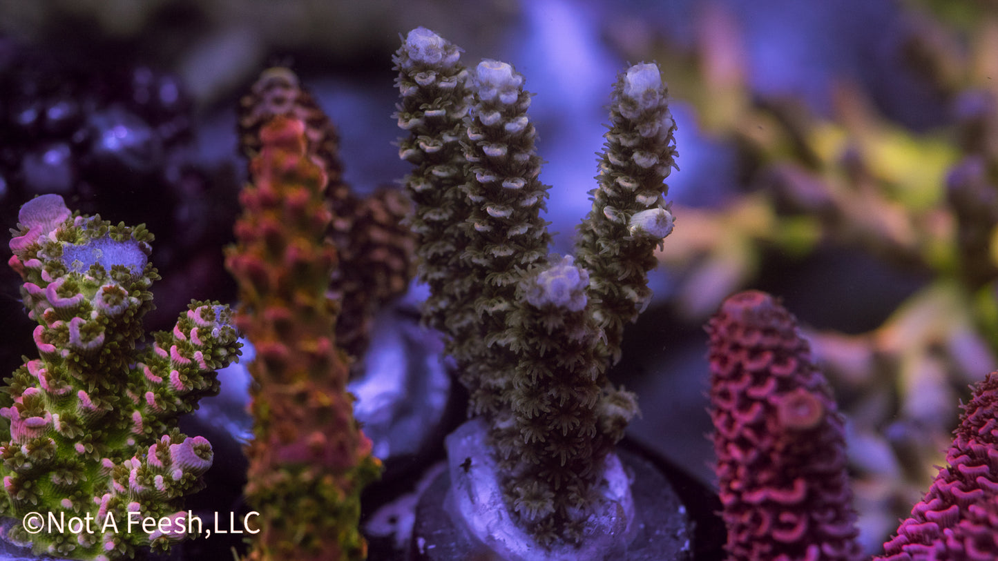 NAF Frosted Pine (WYSIWYG)