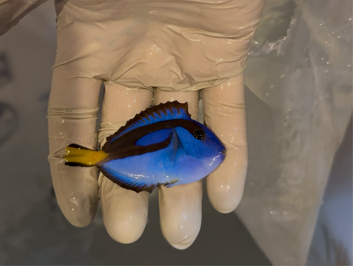 Hippo Tang