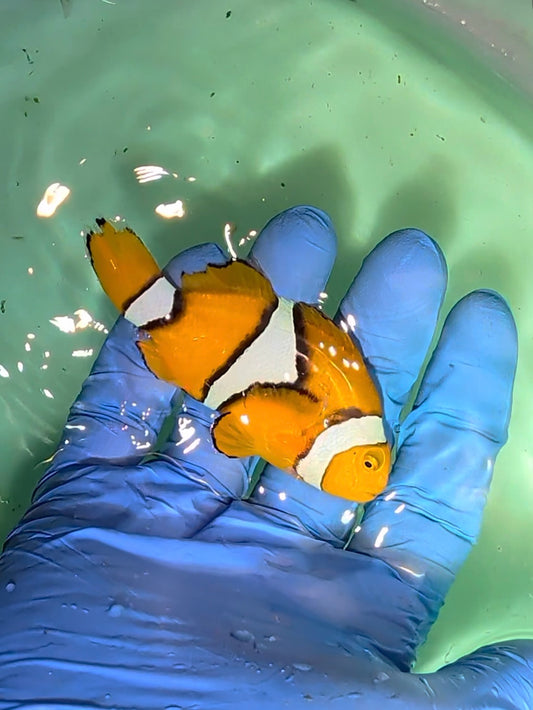 Super Black Percula Clownfish Pair (Qurantined)