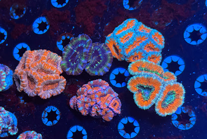 Micromussa (Acan) Lord (WYSIWYG)