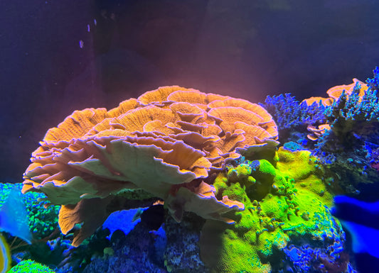 Red Montipora Cap