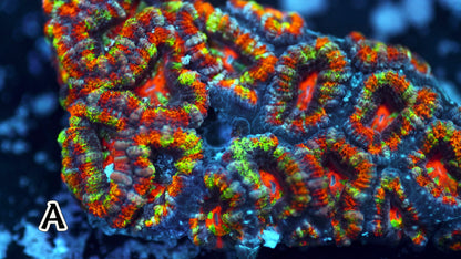 Master Rainbow Micromussa (Acan Lord A)