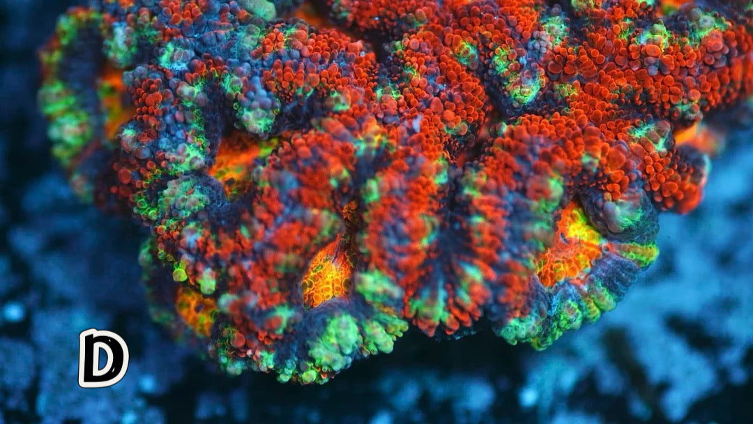 Rainbow Micromussa (Acan Lord D)(WYSIWYG)