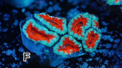 Blue & Red Micromussa (Acan Lord F) (WYSWYG)