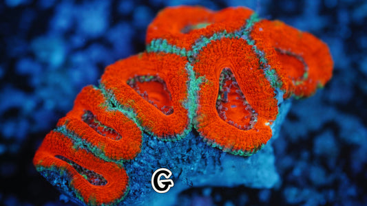 Blue & Red Micromussa (Acan Lord G) (WYSWYG)