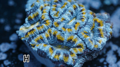 Yellow Stripe Rainbow Micromussa (Acan Lord H)