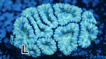 Green & Blue Micromussa(Acan Lord L) (WYSWYG)