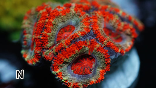 Red & Yellow Micromussa (Acan Lord N) (WYSWYG)