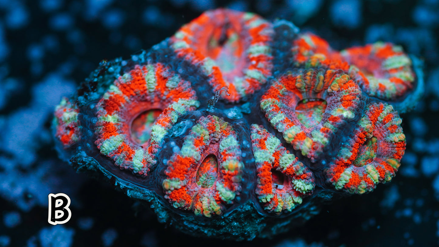 Rainbow Micromussa (Acan Lord B)