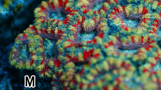 Rainbow Micromussa (Acan Lord M)