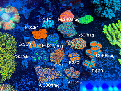 Rainbow Micromussa (Acan Lord B)