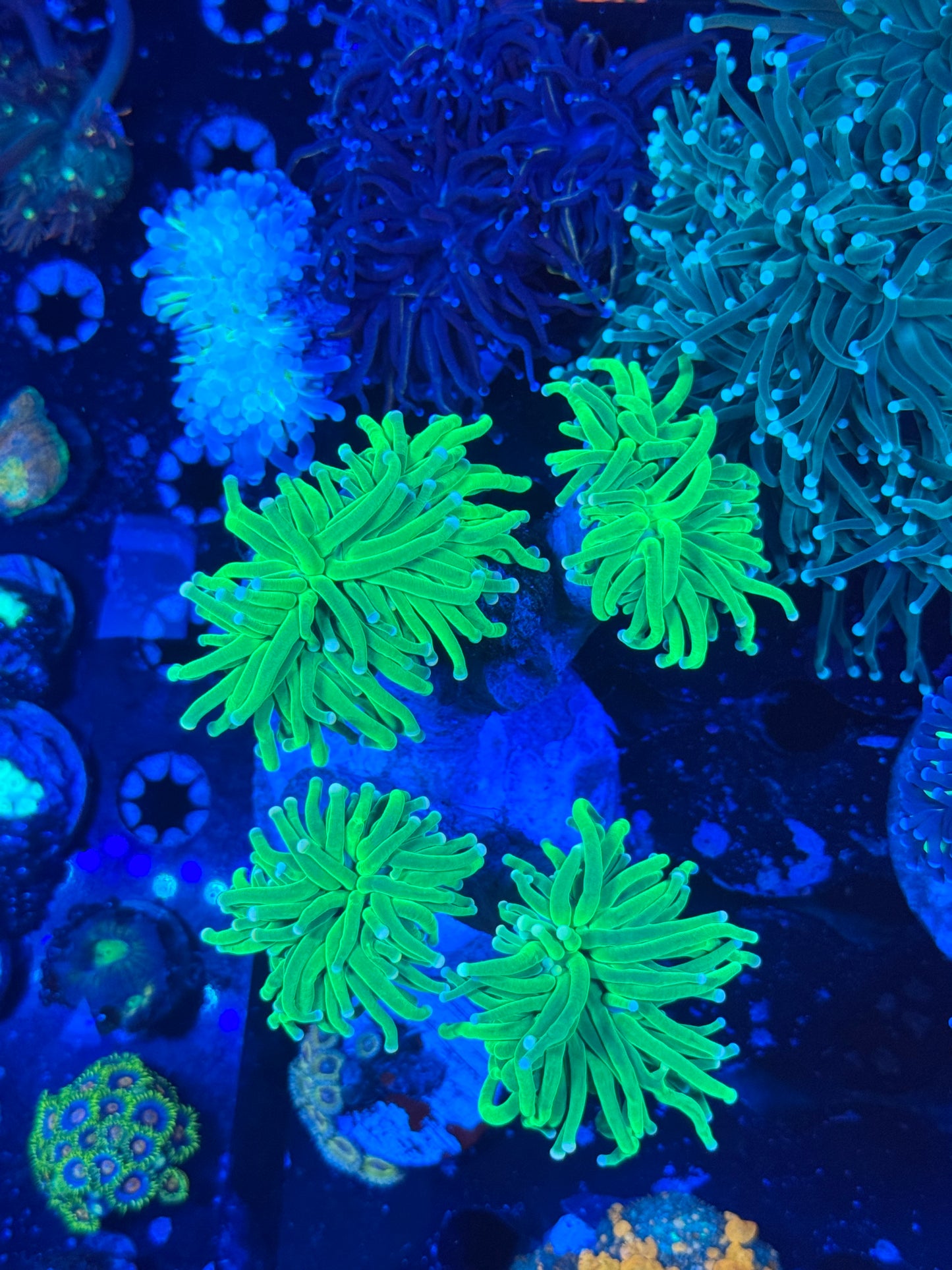 Malaysian Pink Tips Holy Grail Torch