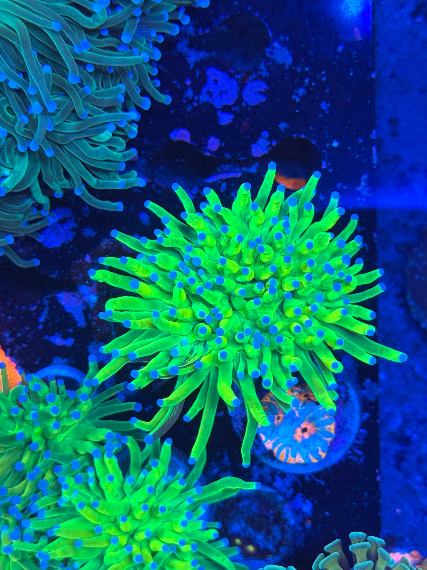 Grafted Indo Banana Grail