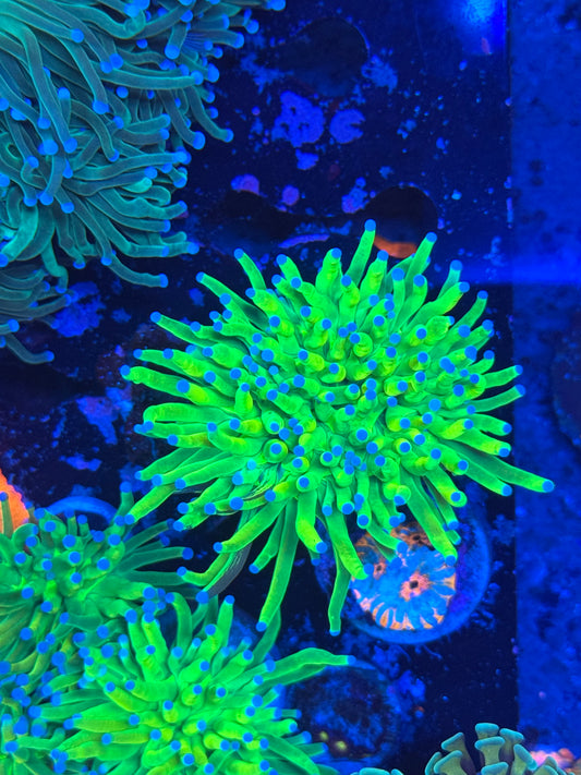 Grafted Indo Banana Grail