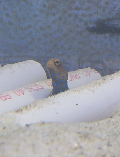 Bluespot Jawfish(Quarantined)