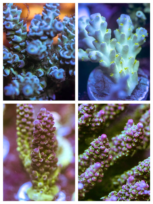 Acro Pack 1