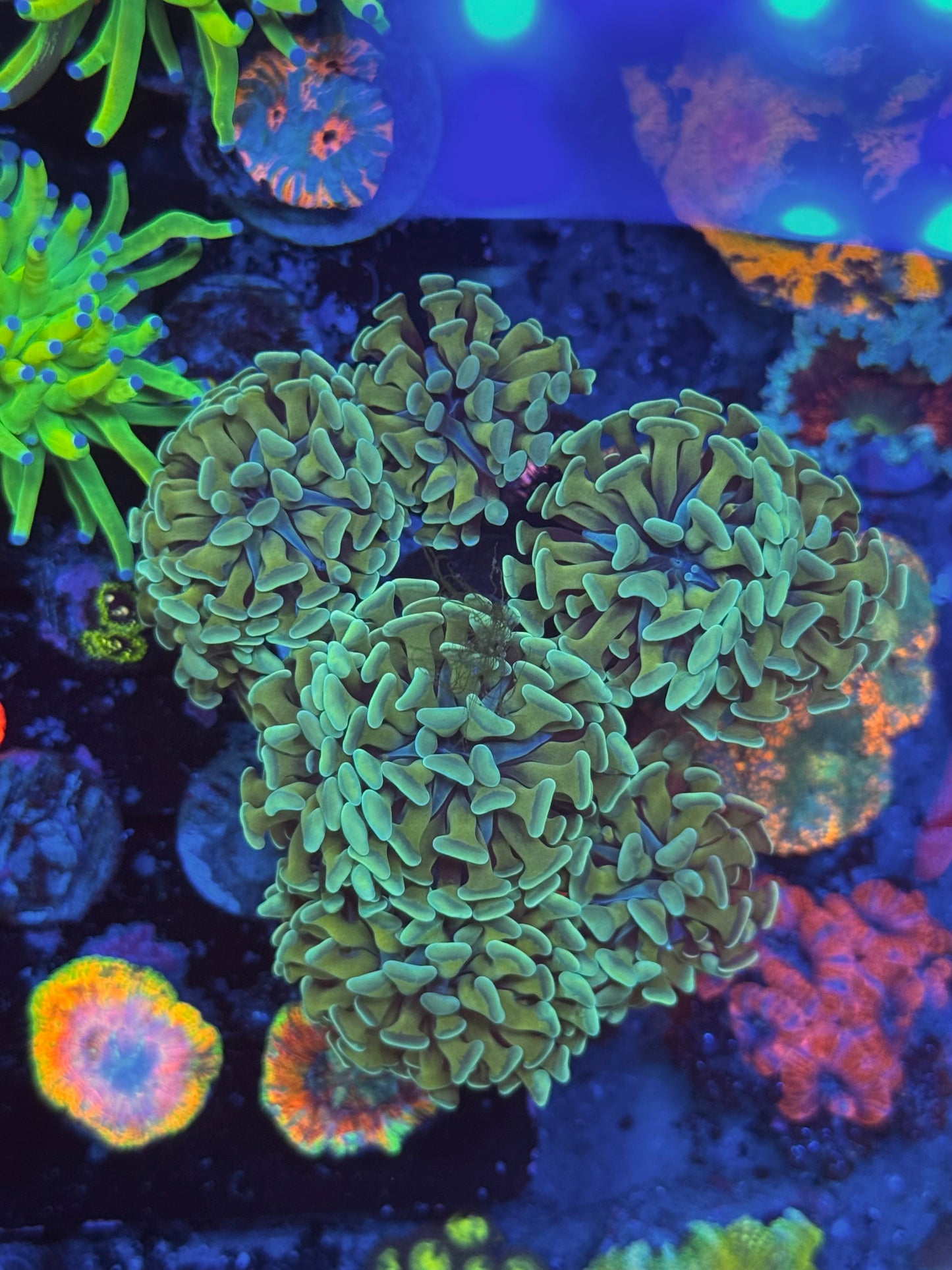 Green Tip Gold Hammer