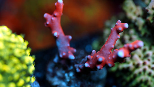 JF TNT Anacropora