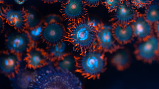 Gatorade Zoa