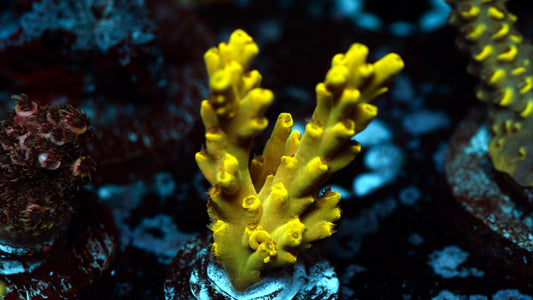 NAF - Golden Age of Speciosa Acropora (WYSIWYG)