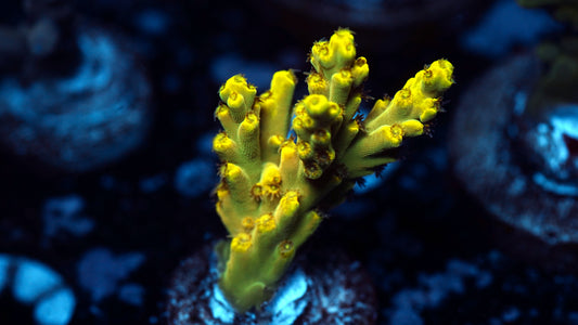 NAF - Golden Age of Speciosa Acropora (WYSIWYG)