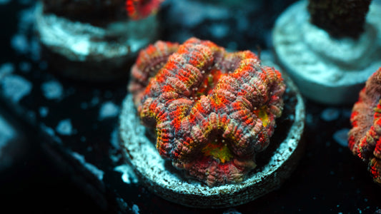 Rainbow Micromussa (Acan) Lord (WYSIWYG)