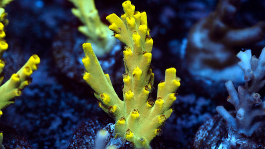 NAF - Golden Age of Speciosa Acropora (WYSIWYG)