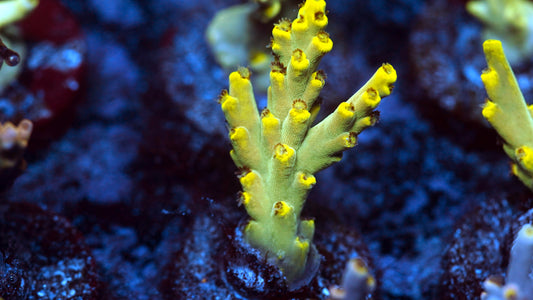 NAF - Golden Age of Speciosa Acropora (WYSIWYG)