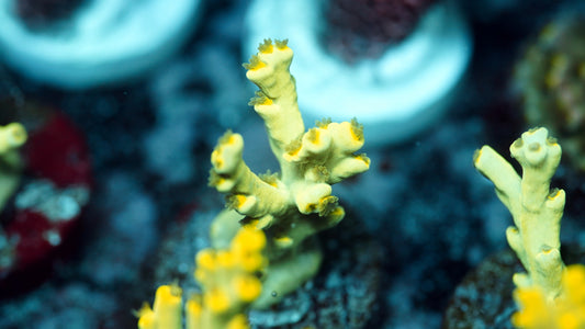 NAF - Penang Peridot Speciosa Acropora (WYSIWYG)