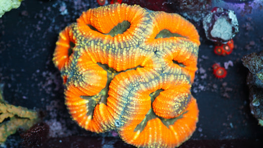 Lobophyllia (WYSIWYG)