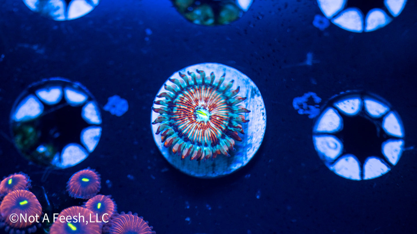 White Zombie Zoa (WYSIWYG)