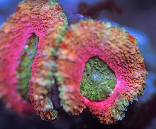 Pink Aussie Micromussa (Acan Lord)