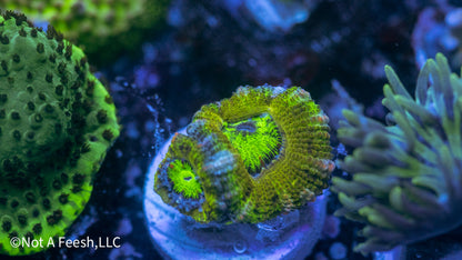 NAF -  Pickle Juice Acan Lord