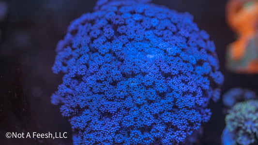 Blue Goni Colony (XL) (WYSIWYG)