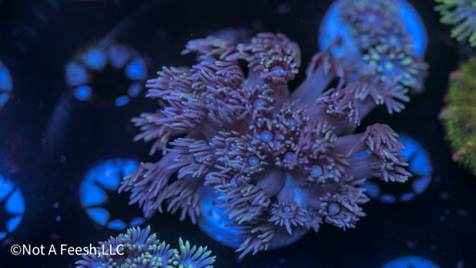 Pink Goni (WYSIWYG)