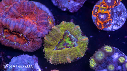 NAF -  Pickle Juice Acan Lord